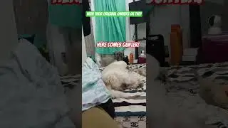 Just a Gentle Day with this 2 cute furbabies #fyp #chill #dog #furbaby #trending #cutestmoments