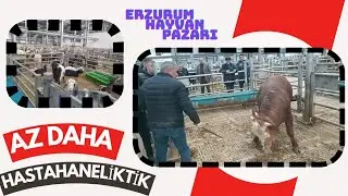 ARTIK BÖYLE FİYATLAR OLMAYACAK Erzurum hayvan pazarı