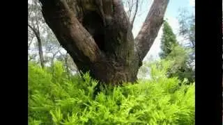 Landscape Design Sydney, Living Colour Landscapes