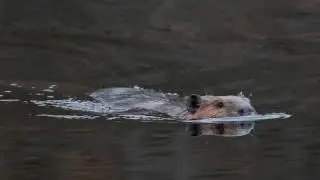 Beaver on OSA Lake