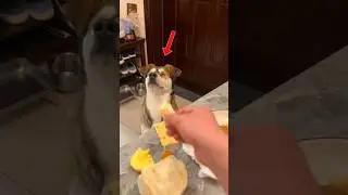 &ldquo;Why Dogs Have the Strongest Sense of Smell &ndash; The Chicken Test!&rdquo; 🐶🍗