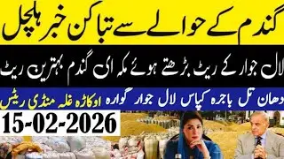 Today Wheat price in punjab//2026/munji makki till sarso/Galla mandi rate today// 15.02.2026