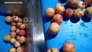 complete pomegranate processing plant