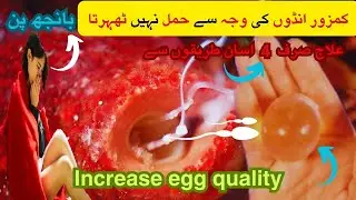 Egg Size For Pregnancy | Secrets To increase Egg Quality 99% & Get Pregnant | Ovulation Symptoms