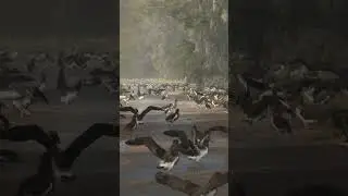 Flappin' in the rain