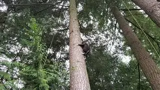 Cat climbs down