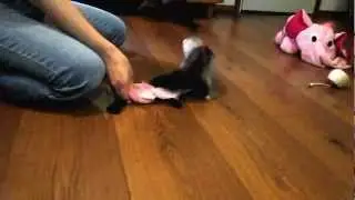 Baby ferret crying