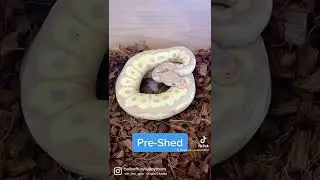 Pre Shed Vs. Post Shed Banana Clown Ball Python #pets #reptile #snake #ballpython #animals #shorts