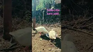 #punjabisong #slowedandreverb # #punjabimusic # bird lover 😘 #culture