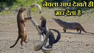 नेवले और सांप की लड़ाई | The Fight Between A Mongoose And A Snake