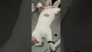 gatito pierde sus huevitos #cat #michis #gatos #catlover #humor #cats #catvideos @EscardiFandubs