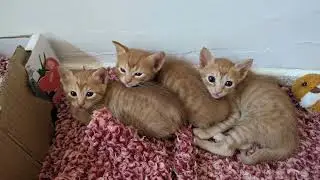 Copper waking up stretching and meowing - runwayml