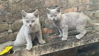 BSH kitten Blue solid update, All Jantan