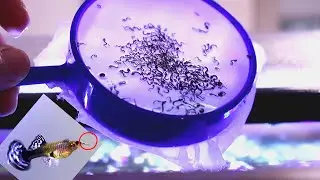 Harvesting and Feeding 100's of Mosquito Larvae to My Fish!!