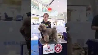 Review: THE 399TH NGKC PET CARING AND GROOMING VOCATIONAL SKILL COMPETITION #petgrooming