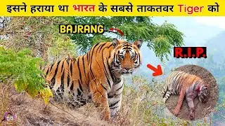 The Rise and Fall of BAJRANG - Who killed Tadoba's most powerful Tiger Bajrang?