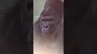 monkey funny video #ape #funnymonkey #monkey #monkeylove #monkeymemes #monkeys #ape