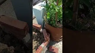9 bajiya flowers #plantcare #flowergarden #garden #flowerplants
