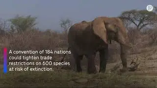 CITES Convention Protecting Animals