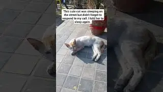 Cute Cat sleeping on the street and responding to my voice | Stray cat sleeping on the way #catshort