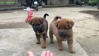 Meeting 2 Adorable Chubby Puppies for the First Time &ndash; So Shy and Cute!Cute Puppy Videos.