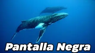 12 Horas De Sonidos De Ballenas Para Dormir | Meditaci&oacute;n Con Pantalla Negra | Sue&ntilde;o M&aacute;s R&aacute;pido