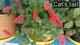 Red hot cat's tail,house plant complete care tips | in nepali ||👌👌❤️💞@Rewati'sgarden