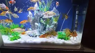 MY OVERSTOCKED AQUARIUM Short clip(read discription)