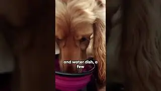 RV Living Must-Have: Dog Emergency Kit
