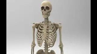 Skeletal System EMS-200