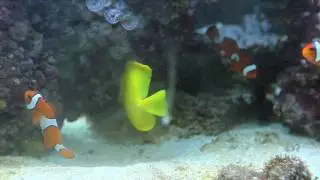 Clownfish And Yellow Tang (Thomas McCulloch Museum, Dalhousie University)