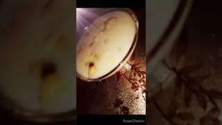 RICE KHEER/MUSLIM STYLE RICE KHEER/PACHORU RECIPE#shortsvideo#ricekheershorts#shorts#