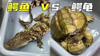 养粉丝推荐的一百种鱼！鳄鱼PK鳄龟，究竟谁能获胜？快来看看吧！【鲁伟学长】
