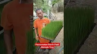 Semai Metode Tray#Rian Sobat Tani