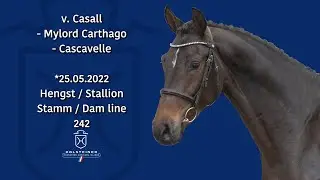 Holsteiner K&ouml;rlot 2024 | Nr. 10 Casall - Mylord Carthago - Cascavelle