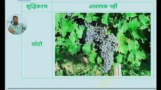 ​द्राक्षा (अंगूर) की यूनानी हिकमत: मिज़ाज, फ़ायदे और ख़ास नुस्खे | Unani Medicine: Draksha (Grapes)