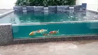 7 Desain Kolam Koi Kaca Terbaik & Terindah