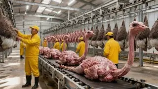 Inside the Ostrich-Feather Factory: How Natural Plumes Become Luxury Fashion (Full Process)