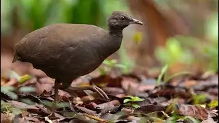 Canto para atrair o inhambu preto, inhambu pixuna, lambu sujo