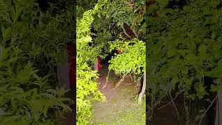 चमत्कारी काली माता का मंदिर | sr heits vlogs #mandir #kali #mata #trending #shorts