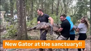 New Gator at the sanctuary!