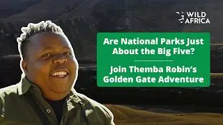 Themba Robin At Golden Gate National Park