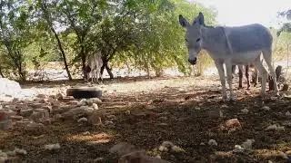 Donkeys first time breading __ donkey breading __ animal breading 