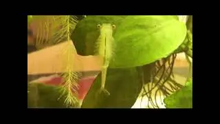 Жаброног Танимастикс прудовый (Tanymastix stagnalis)