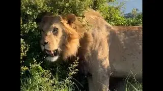 Topi Male Lions on Buffalo kill | Masaimara | 1 May 2025