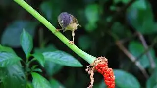 繡眼畫眉,  Grey-cheeked fulvetta