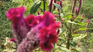 Gardening m problem aate hai #trending #flowers #short #shorts #youtubeshorts #trendingshorts #viral
