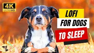 Lofi Music for Dogs 🎵 Relaxing Calming Dog Music for Sleep 🐾 Witty Woofers