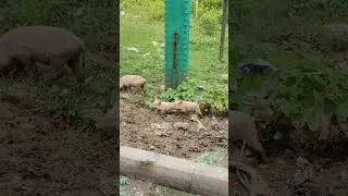Baby pigs are playing, #babypigs , #babypig , #femalpig, #viralshort , #pigstory , #piglife , #pig