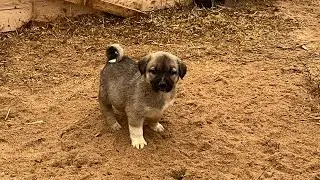 Köpek sayısı artacak ~ köpeklere et ziyafeti #kangal #köpek #kangal 